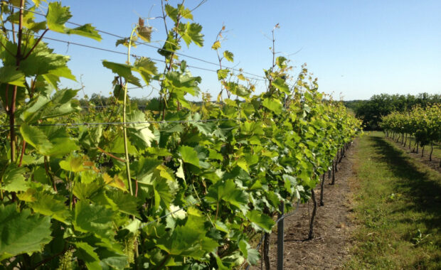 Vertical VSP trellis design for vineyard grapevines
